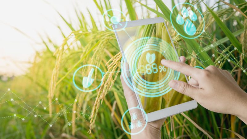 粮食种植厂家直销河北玉米种子批发价