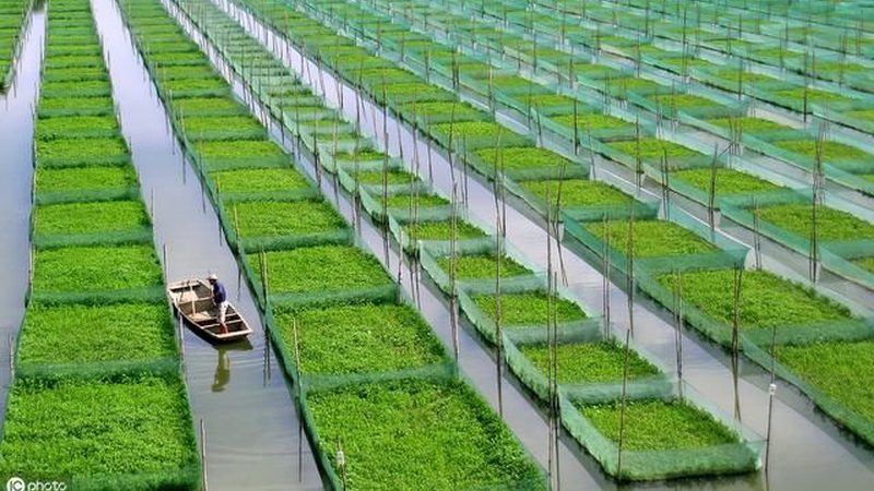 屋顶农业种植怎么选土