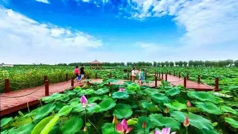 山东农产品批发基地，最新报价背后的市场逻辑**