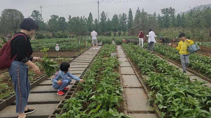 家庭农场和合作社怎么选