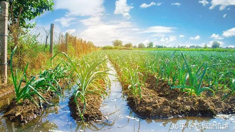 小型水果种植箱适用于家庭阳台、庭院、办公室等场所。在挑选时，应考虑以下因素：