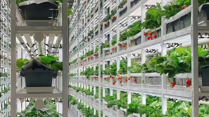 智慧温室大棚每平米造价解析：影响因素与预算规划